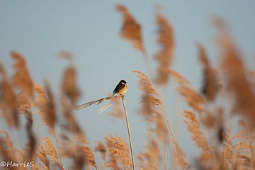 roodborsttapuit in het riet von Harry Siegers