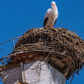 HET OOIEVAARSNEST van Photoart-Naegele