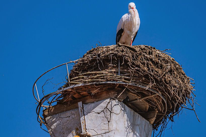 HET OOIEVAARSNEST van Photoart-Naegele