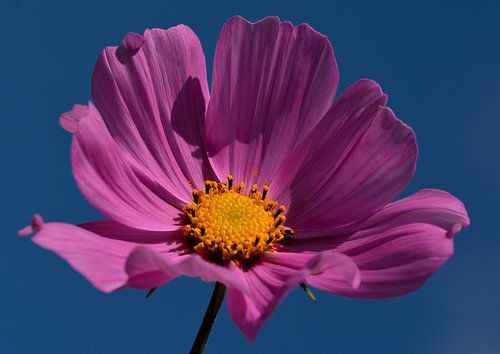 Cosmea Cosmos