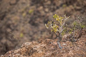 montagnes en gran canaria