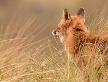 Fox in dune landscape by Marjolein van Middelkoop