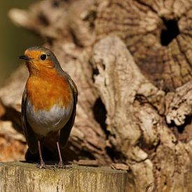 Roodborst op de uitkijk van Stobbe; natuurfotografie