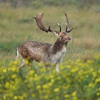 Ein männlicher Damhirsch vor einem Blumenfeld
