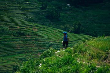 Chinese boerin op rijstveld II