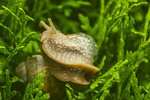 Gartenschnecke
