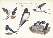 The life of the barn swallow by Jasper de Ruiter thumbnail