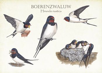 The life of the barn swallow