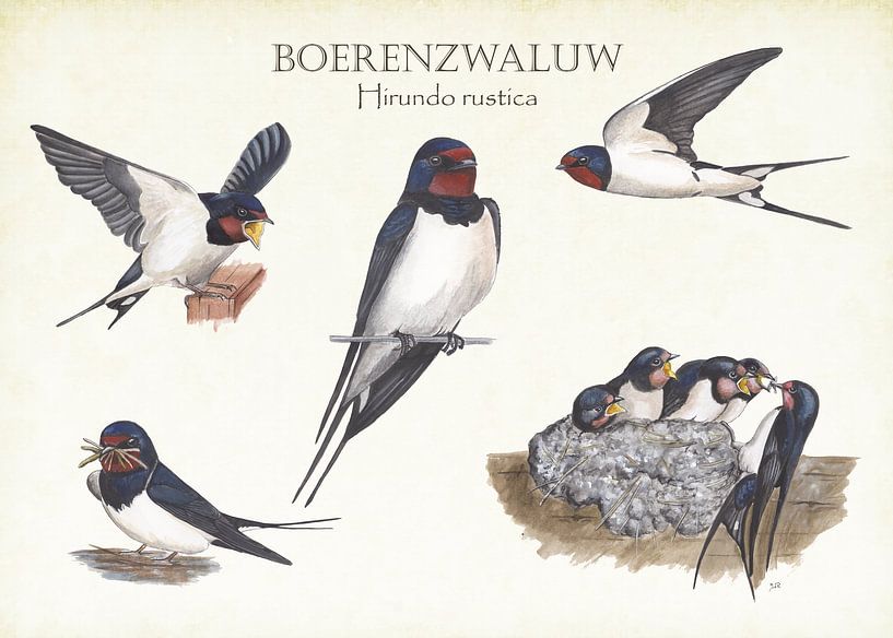 The life of the barn swallow by Jasper de Ruiter