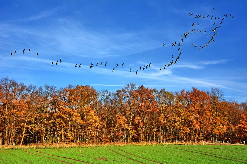 Le vol de la grue 6 par Edgar Schermaul