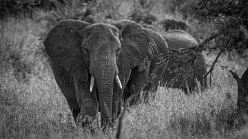 Nieuwsgierige olifant in zwart wit van Erwin Floor