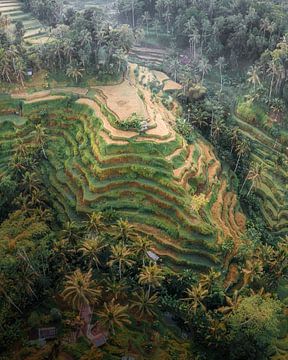 Drone foto Bali van UNESCO World Heritage Tegalalang rijstvelden van Thea.Photo