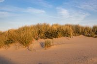 Westvoorne dunes, Goeree