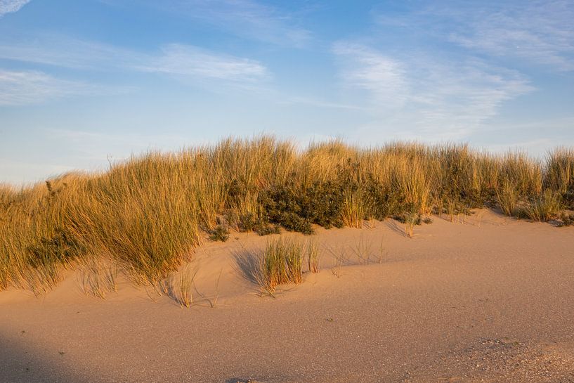 Westvoorne dunes, Goeree by Marika Rentier