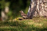 Fieldfare