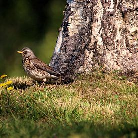 Kramsvogel van Erik Oostenbrugge