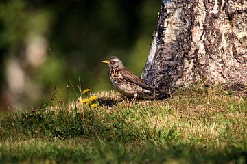 Fieldfare