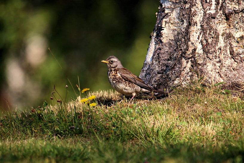 Fieldfare by Erik Oostenbrugge
