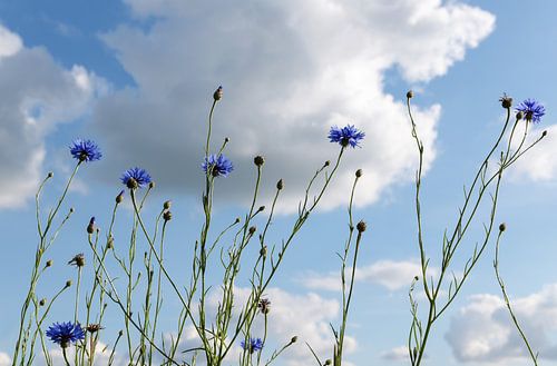 Korenbloemen in de zon tegen een blauwe lucht met wolken, zomerse natuur op de achtergrond van een w