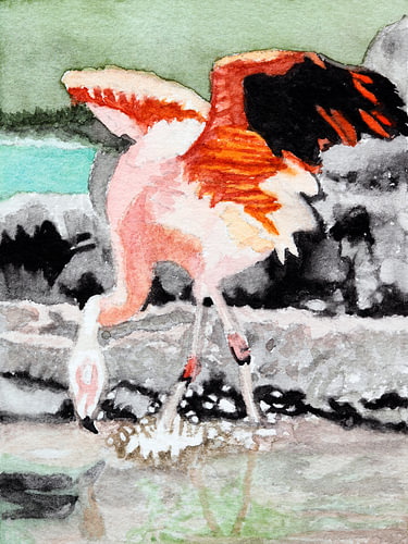 Flamingo im Wasser gehend