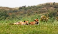 2 foxes by Eelke Cooiman thumbnail