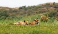 2 foxes