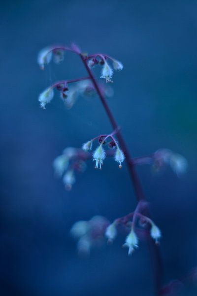 Bloemetjes blauw vintage von Sascha van Dam