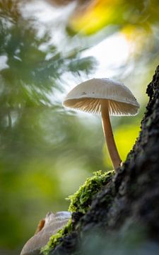 Porzellanpilz auf einem Baum (stehend) von Clicks&Captures by Tim Loos