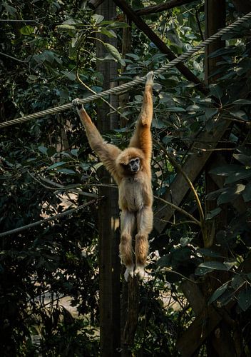 Un singe-araignée suspendu à une corde dans les jardins intérieurs du zoo Wildlands à Emmen, aux Pays-Bas