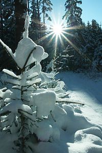 Sapin enneigé dans la forêt hivernale