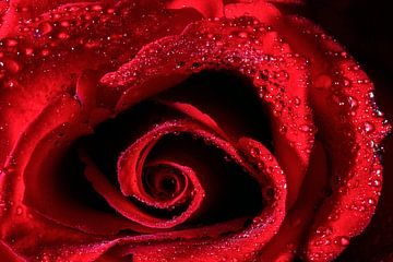 Rose rouge sur Joost Lagerweij