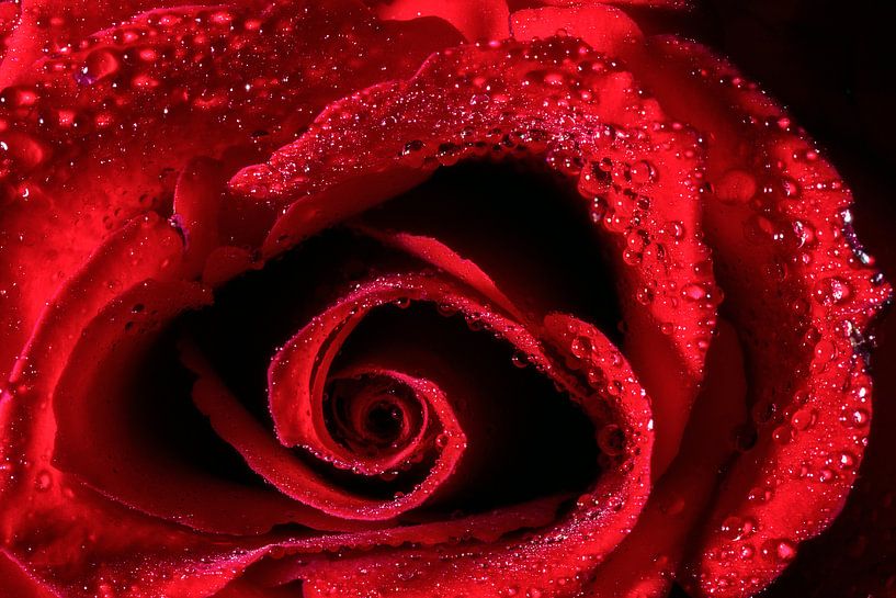 Red rose by Joost Lagerweij