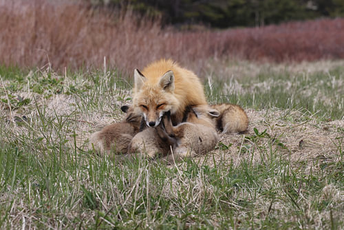 A red fox (Vulpes vulpes) nursing its young, Newfoundland, Canada.