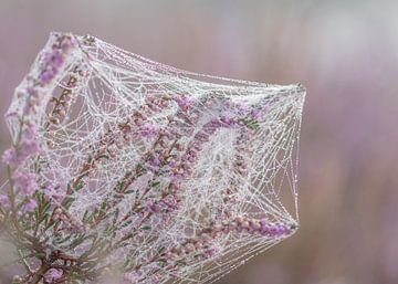 gehuld in een spinnenweb van Jack Pruijn