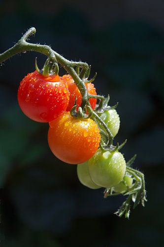 Tomaten