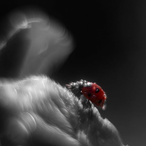 Black and white photo with a red ladybird by Anne Ponsen