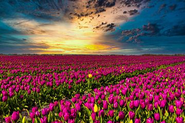 Champs de tulipes aux Pays-Bas, les champs de bulbes sur Gert Hilbink