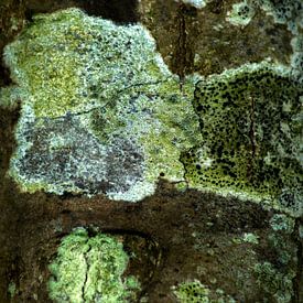 Abstract tree trunk by Jan Tuns