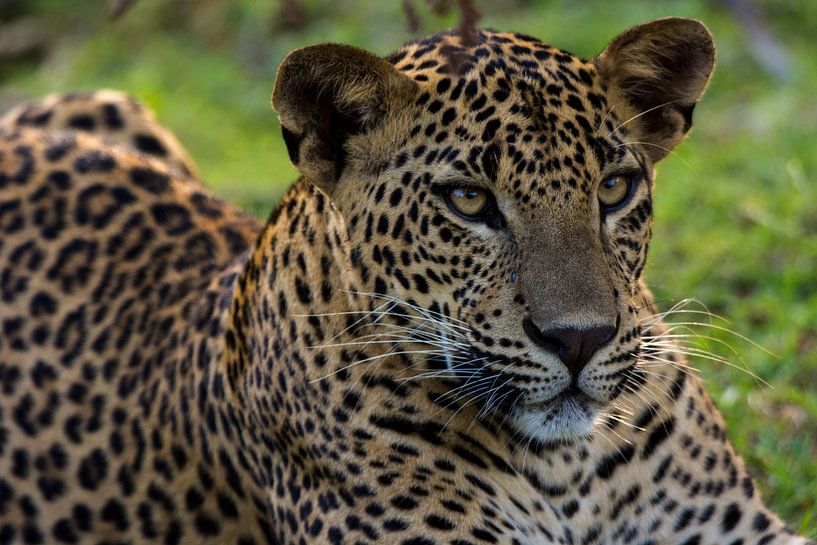 Leopard von Adri Vollenhouw