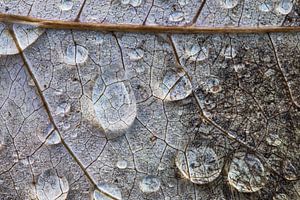 Gouttes de pluie sur les nervures des feuilles. sur Wil Leurs