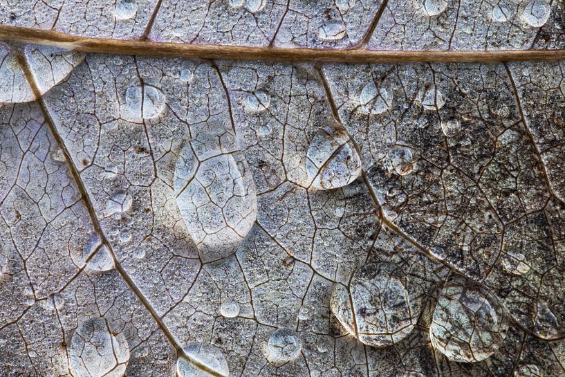 Regendruppels op bladnerven. van Wil Leurs