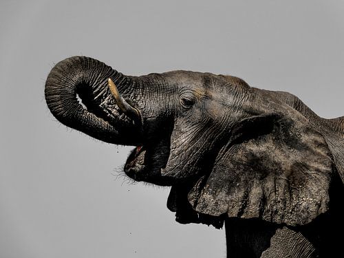 Olifant portret