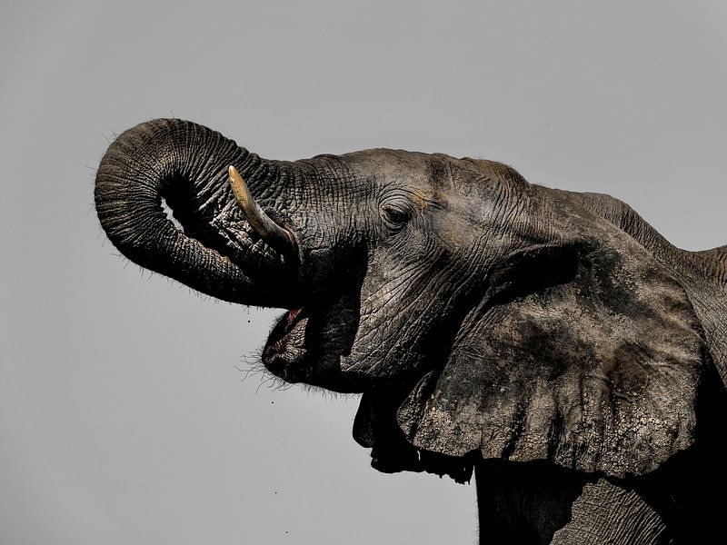 Olifant portret van Omega Fotografie