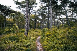 Bos op Texel | Reisen in den Niederlanden | Natur von Amy van Loon