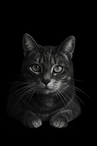 "The Cat" Cat Portrait in Black & White