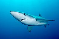 Blue shark in South African waters by Filip Staes thumbnail