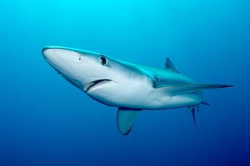 Blauwe haai in Zuid-Afrikaanse wateren