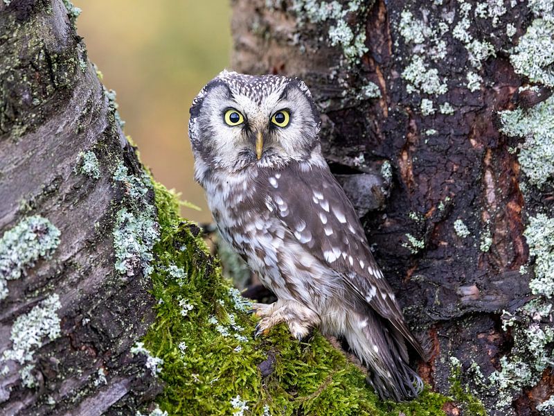 Une chouette effraie dans un arbre par Manuel Weiter