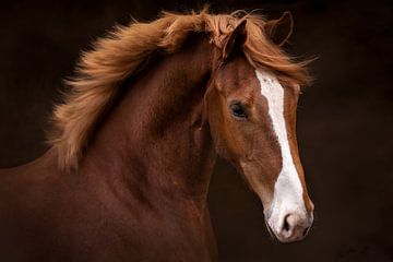 Portrait of chestnut horse by Laura Dijkslag