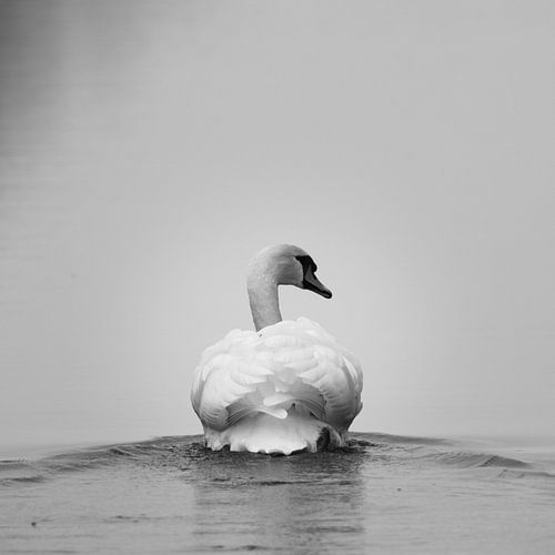 Schöner Schwan von Maxime van der Klis